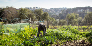 Moestuin