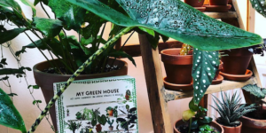 my green house