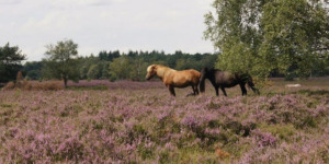 Wandelingen in Brabant