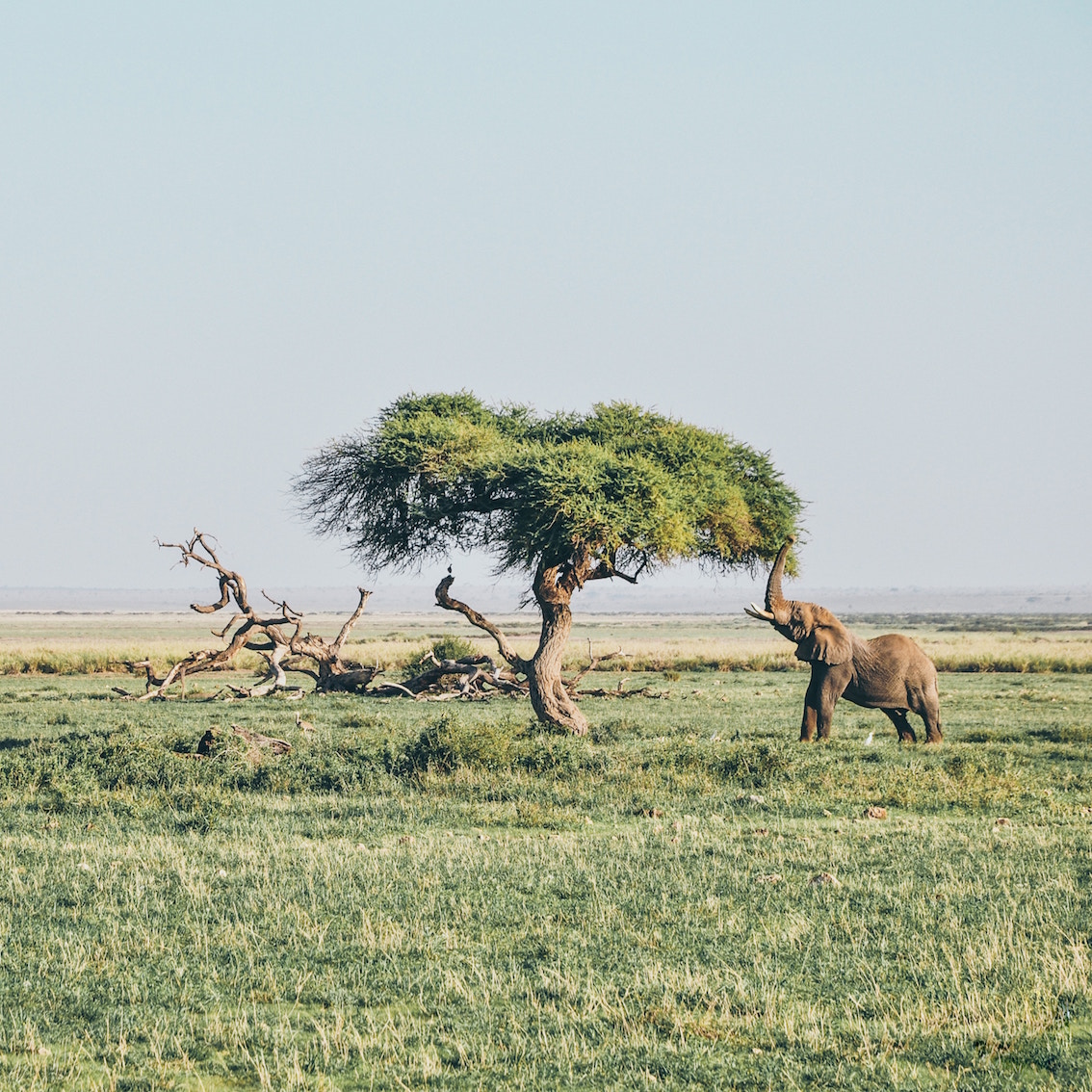 Afrikaanse filosofen