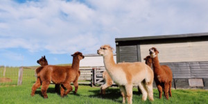 alpaca wandeling