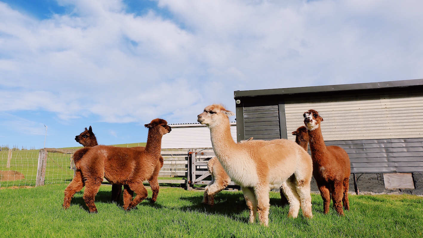 alpaca wandeling