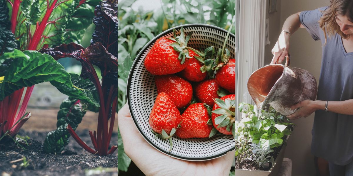 Snijsla, een schaaltje met aardbeien en een vrouw die haar gewassen water geeft