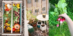 Verse groenten in een houten kist, een moestuin op een balkon en een hand met radijsjes