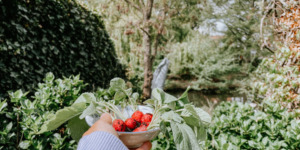 Makkelijke moestuin