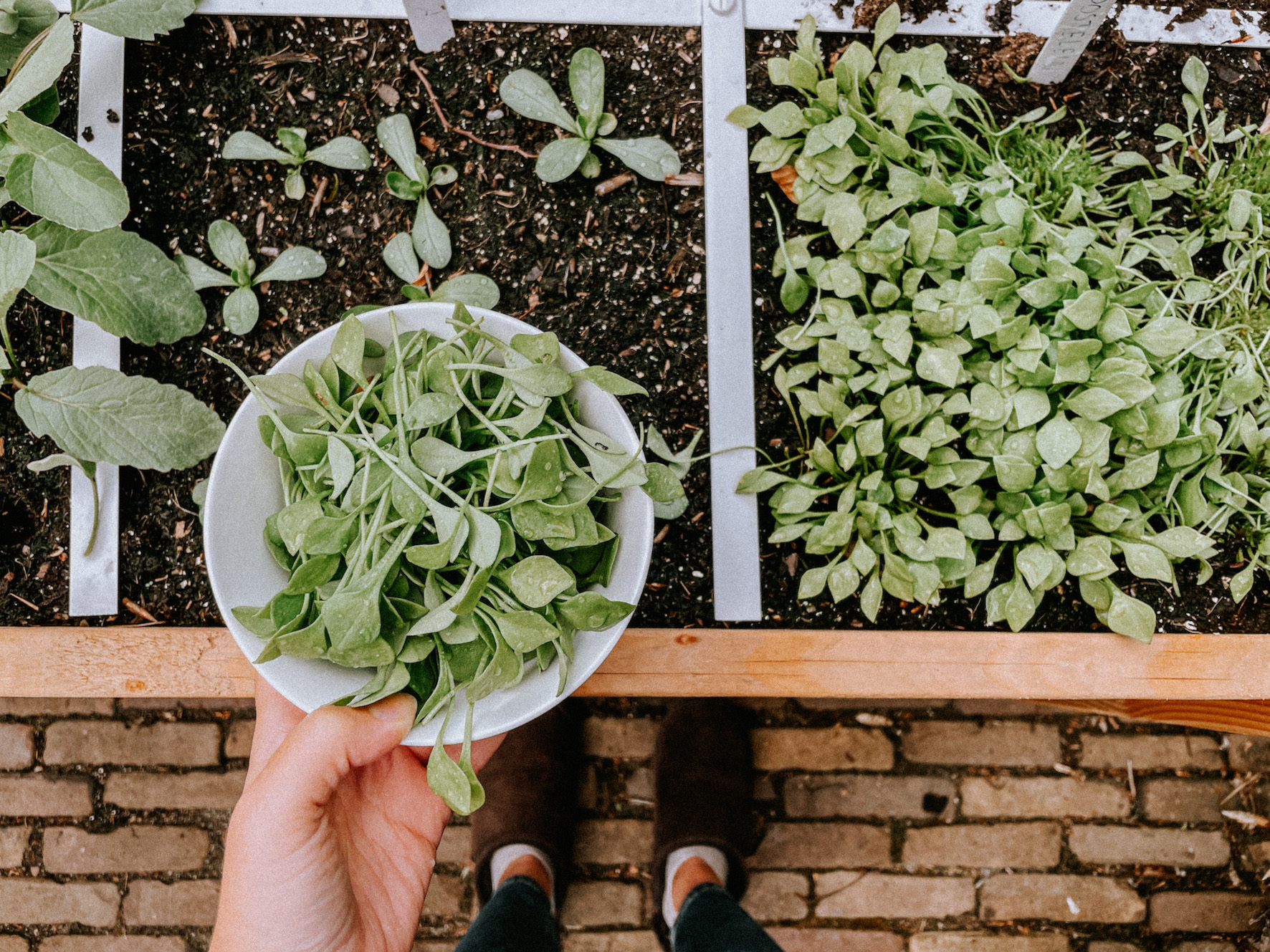 makkelijke moestuin