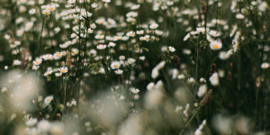 bloemen boek bezorgde brieven 2