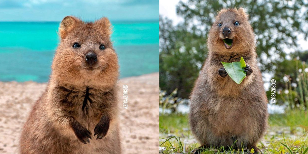 Quokka