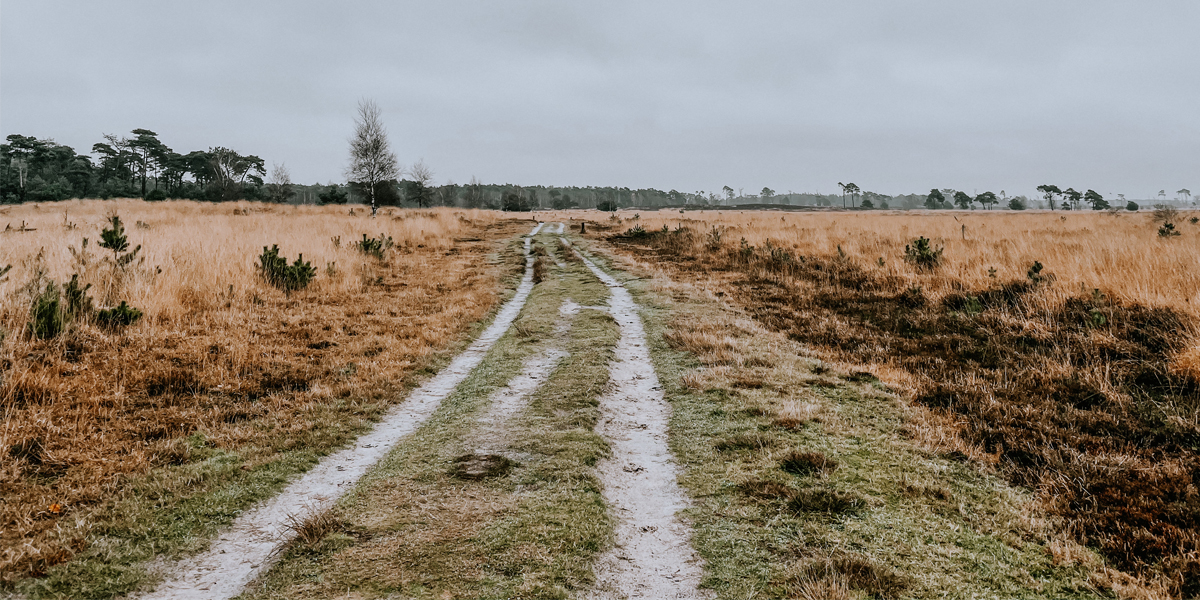 Kalmthoutse heide