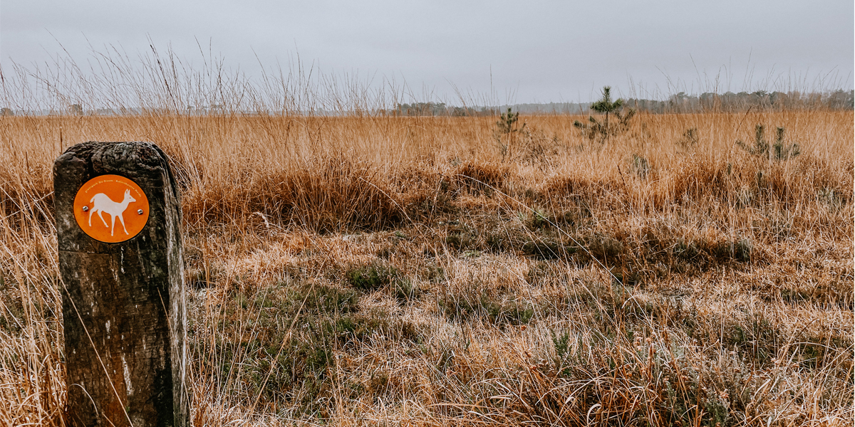 Kalmthoutse Heide