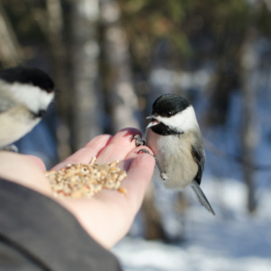 vogels voeren