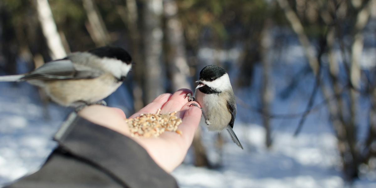 vogels voeren