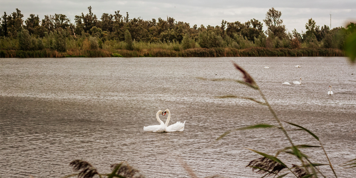 biesbosch