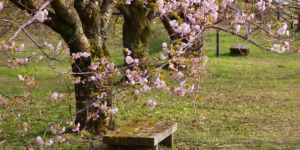 takjes met roze bloesem op een bloesemtocht