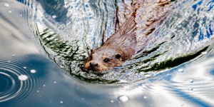 otter