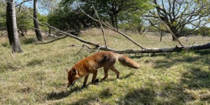 Waterleidingduinen