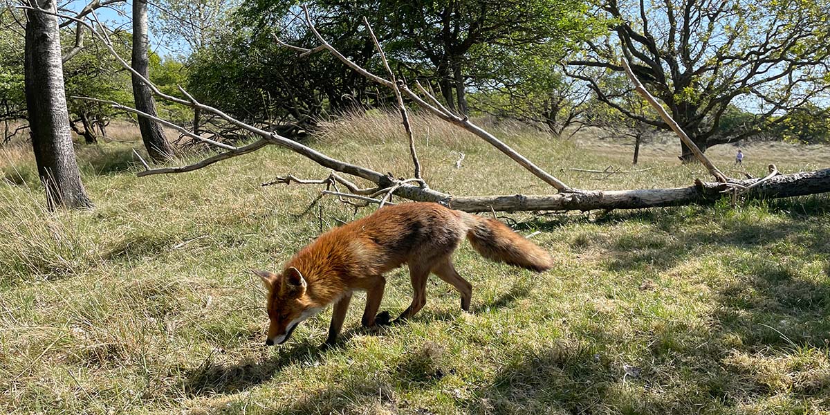 Waterleidingduinen