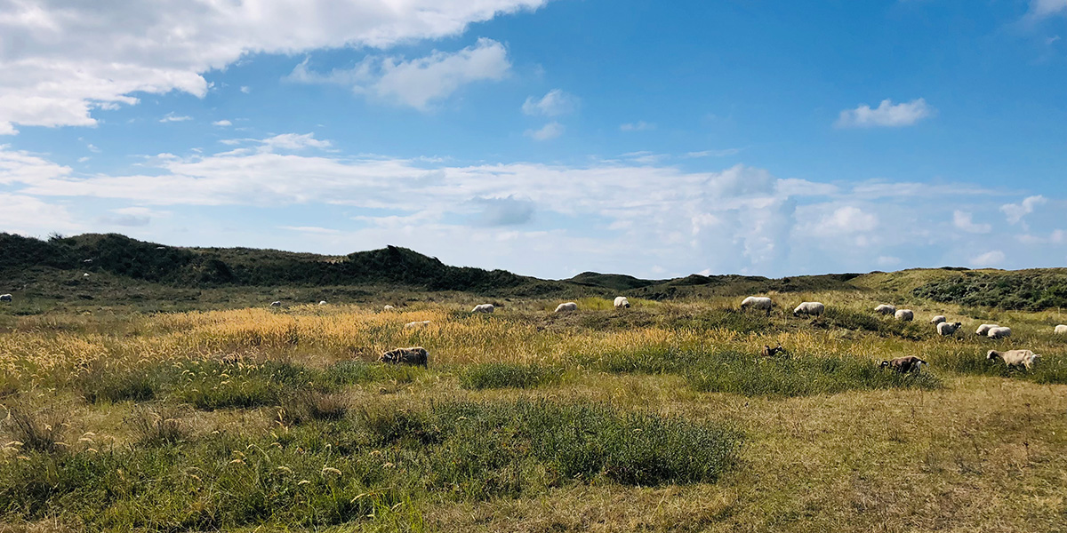 wandeling duinen