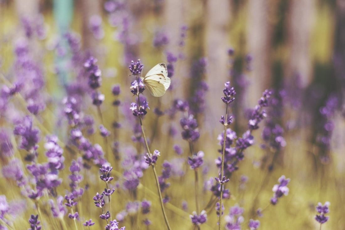 beestjes biodiversiteit