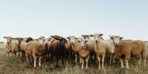 schapen in een kudde die elkaar volgen in plaats van hun gevoel