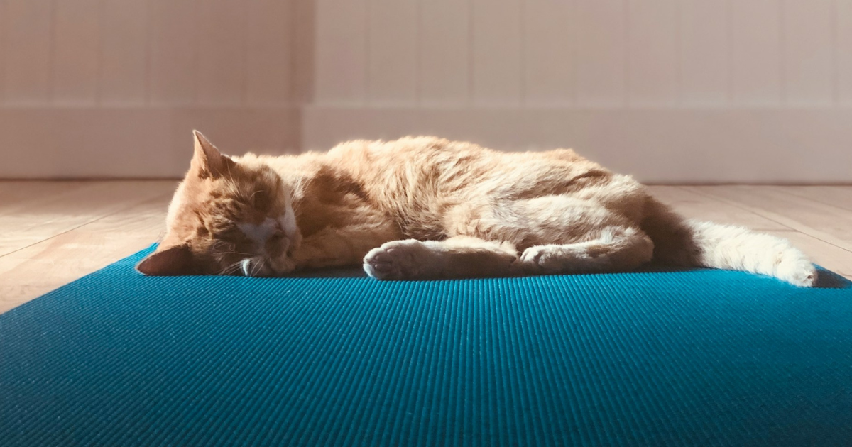 poes ligt op een yogamat te slapen