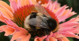 foto van een bij in een bloem