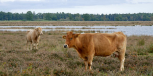 waar wandelen in drenthe?