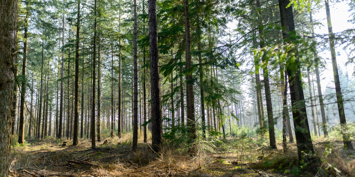 waar wandelen in overijssel