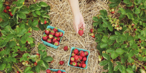 zomer wildplukken