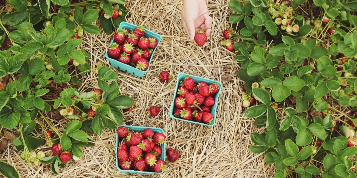 Voordelen aardbeien