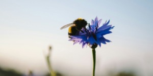 Hommel op een bloem