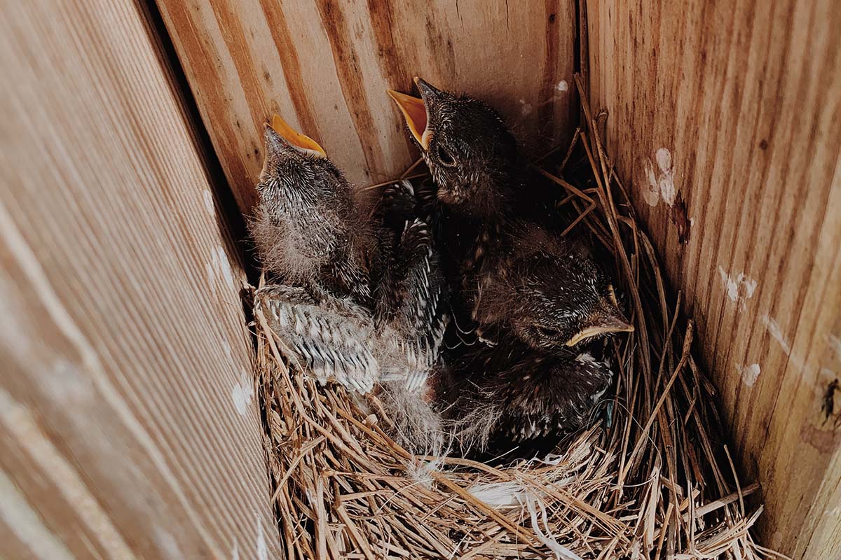 webcams vogelbescherming