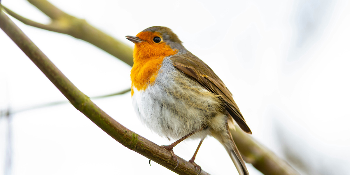 vogels tuin voeren